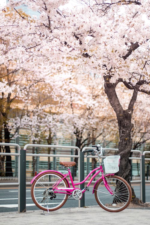 Pink Bicycle Parked Beside a Cherry Blossom Tree