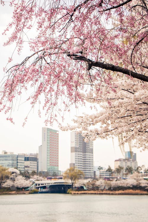 Pink Cherry Blossom Tree Near City Buildings