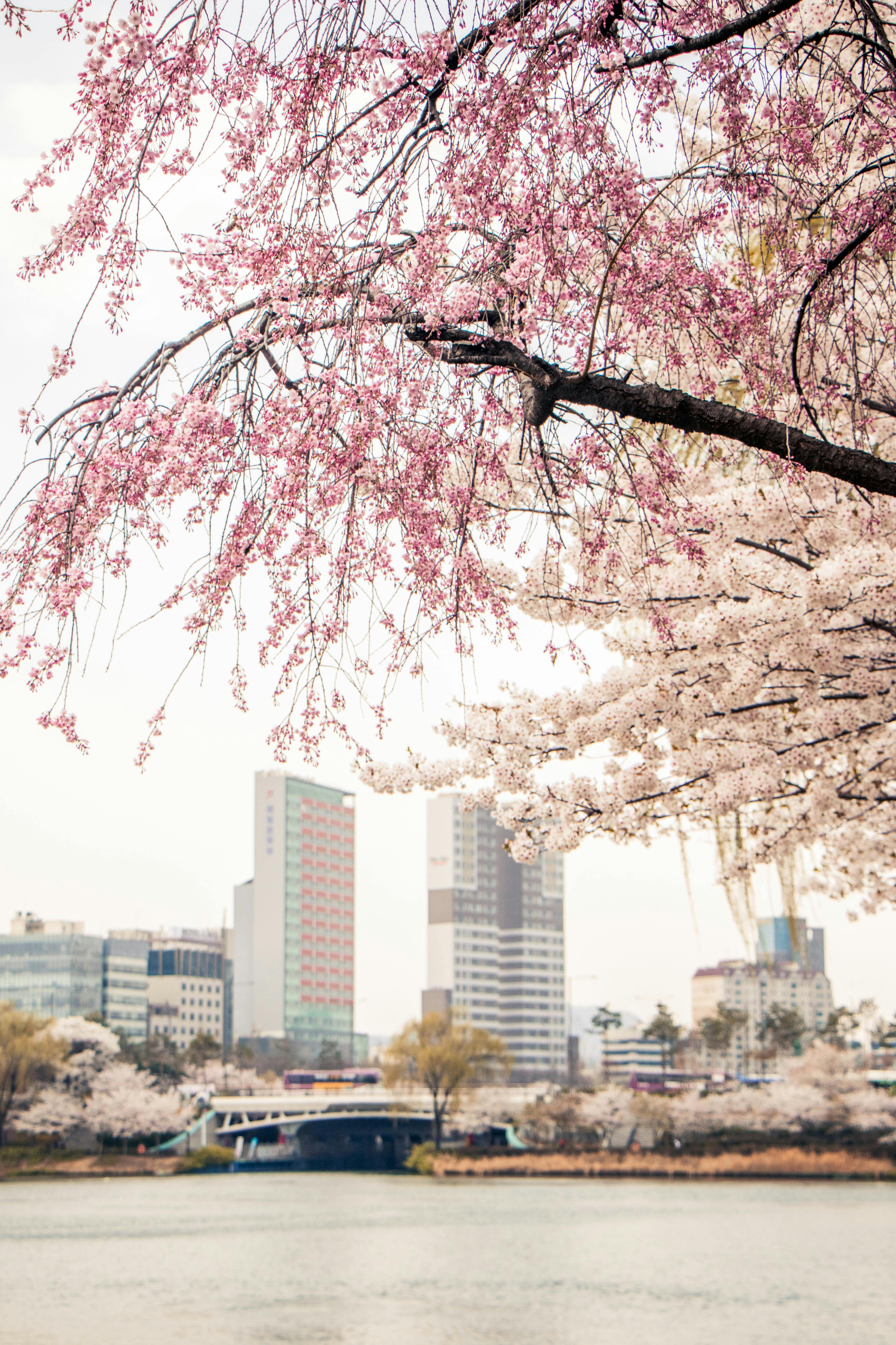 Pink Cherry Blossom Tree Near City Buildings · Free Stock Photo