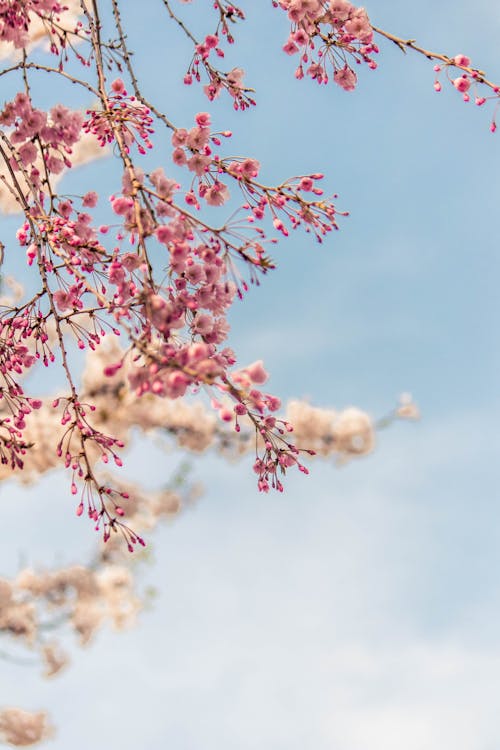 Pink Cherry Blossom and Blue Sky