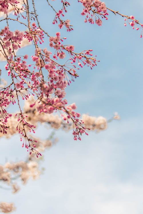 Fotos de stock gratuitas de cerezos en flor, cielo, cielo azul