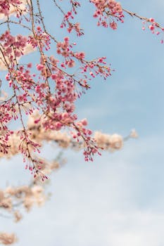 粉红色的樱花在晴朗的蓝天下绽放，精致的枝条捕捉着春天的精髓