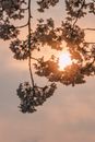 温暖的夕阳下，精致的樱花映衬出宁静的春日氛围