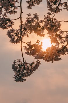 Delicate cherry blossoms silhouetted against a warm sunset sky, creating a serene spring atmosphere.