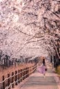 春日，首尔，一名女子走在盛开的樱花下