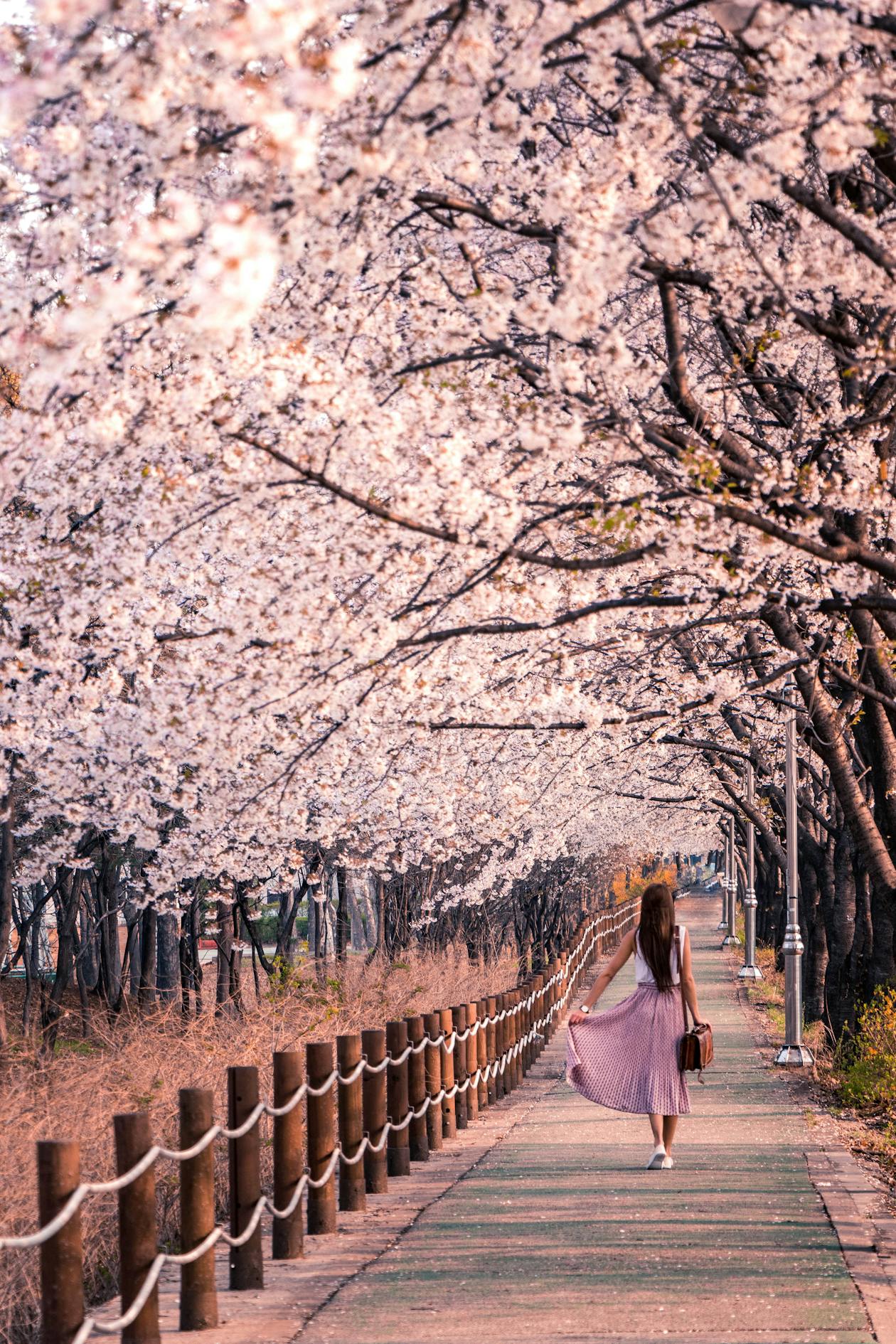 Pink cherry blossom petals falling along a walking path in spring