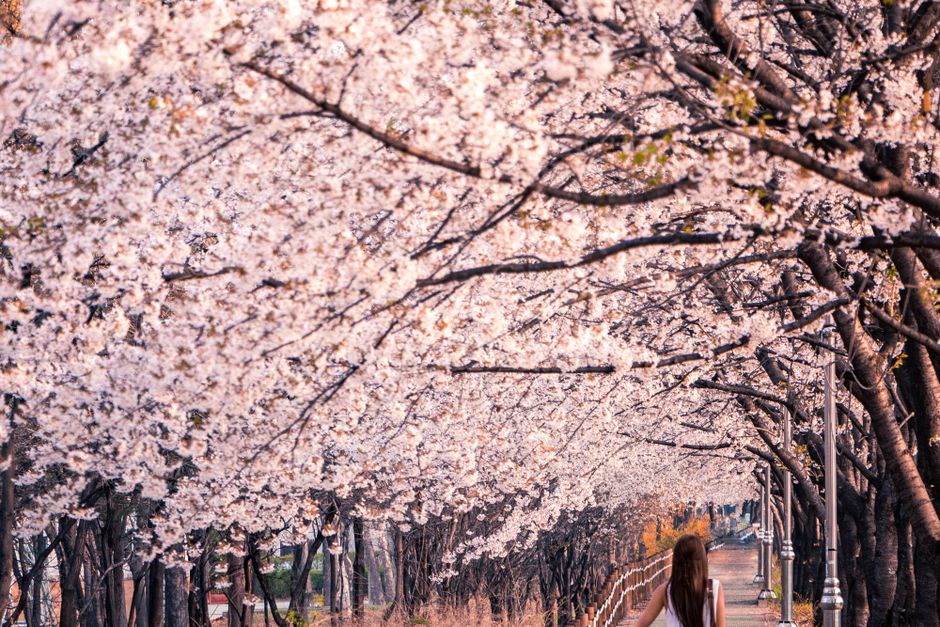 Woman standing beneath flowering cherry blossom trees — knowing when not to call an arborist saves money