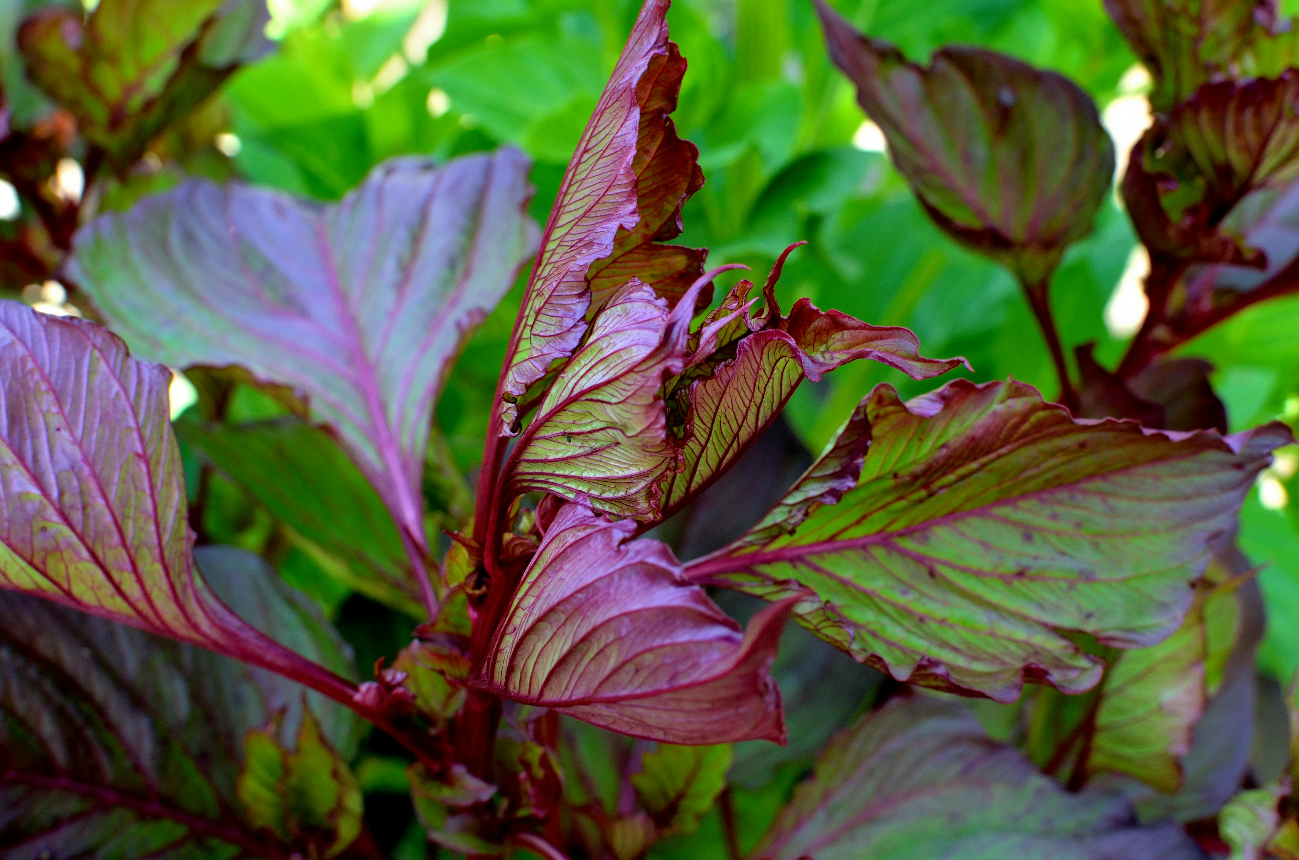 Zerdeçal (Kurkuma) Suyu: Altın Sarısı Mucize İçeceğin 10 Bilimsel Faydası