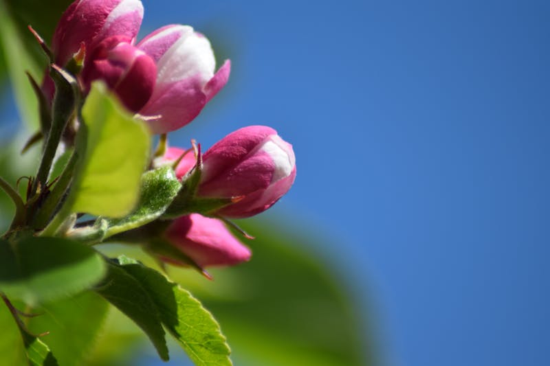 Ragi Vermicelli (200g)