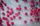 rose background