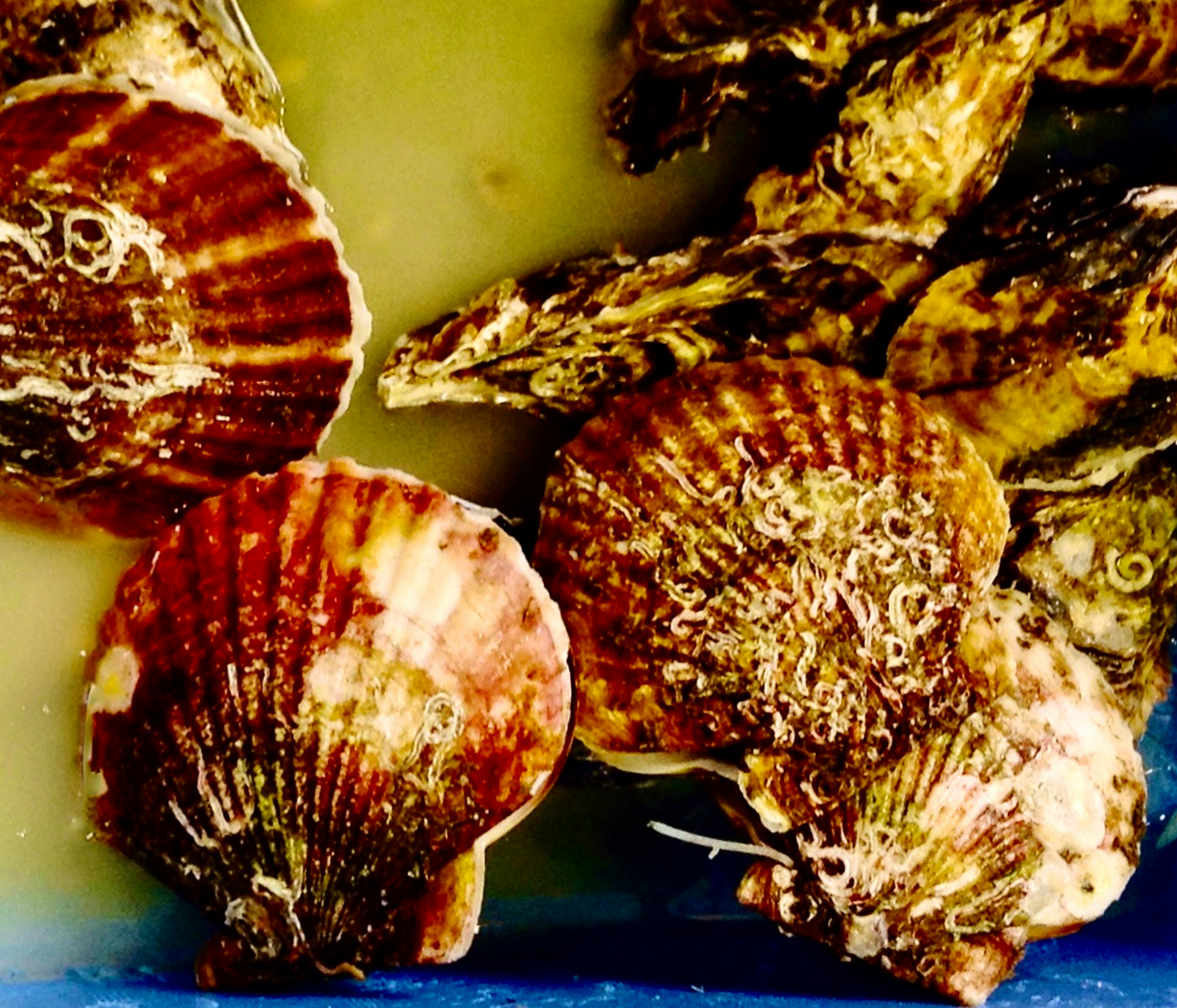 Top view photo of food prepared