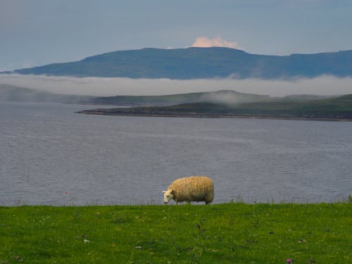 White Sheep on Green Grass Field on Lakeside 