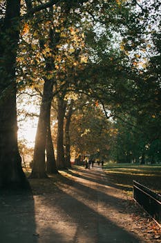 在一个宁静的公园里，阳光明媚的秋日小径旁矗立着高大的树木