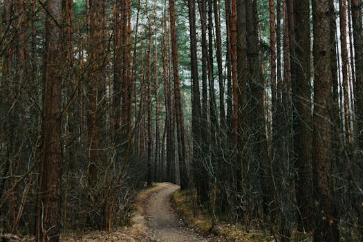 A tranquil unpaved path weaving through tall pine trees in a dense forest setting.