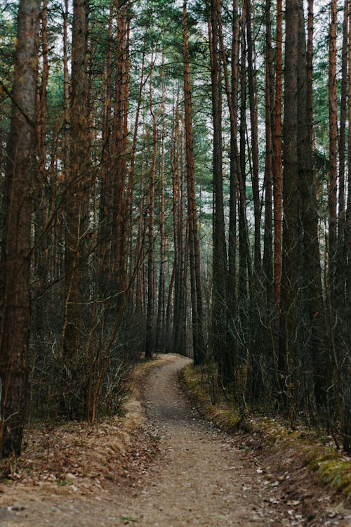 Immagine gratuita di alberi, alberi spogli, boschi