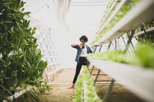 Free Woman taking photo of hydroponic plants in greenhouse. Stock Photo