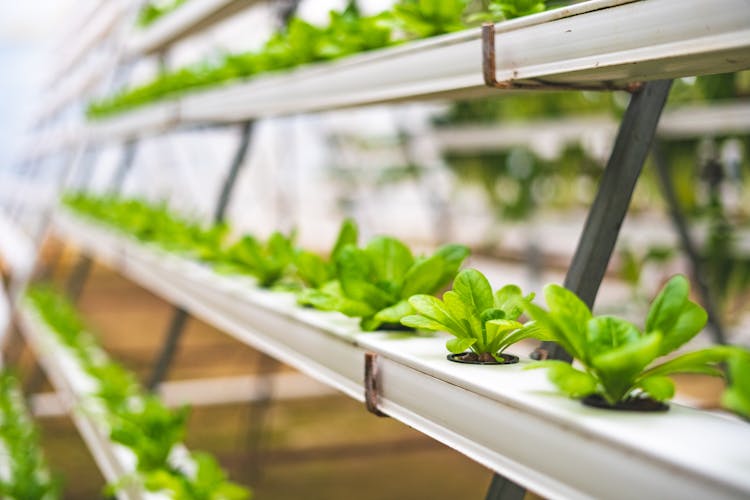 Close-up Photo Of Lettuce Using Hydroponics Farming 