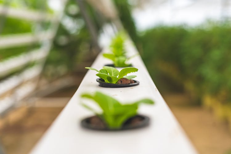 Close-up Photo Of Lettuce Plant Using Hydroponics Farming 