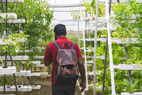 Man in Greenhouse Between Plants