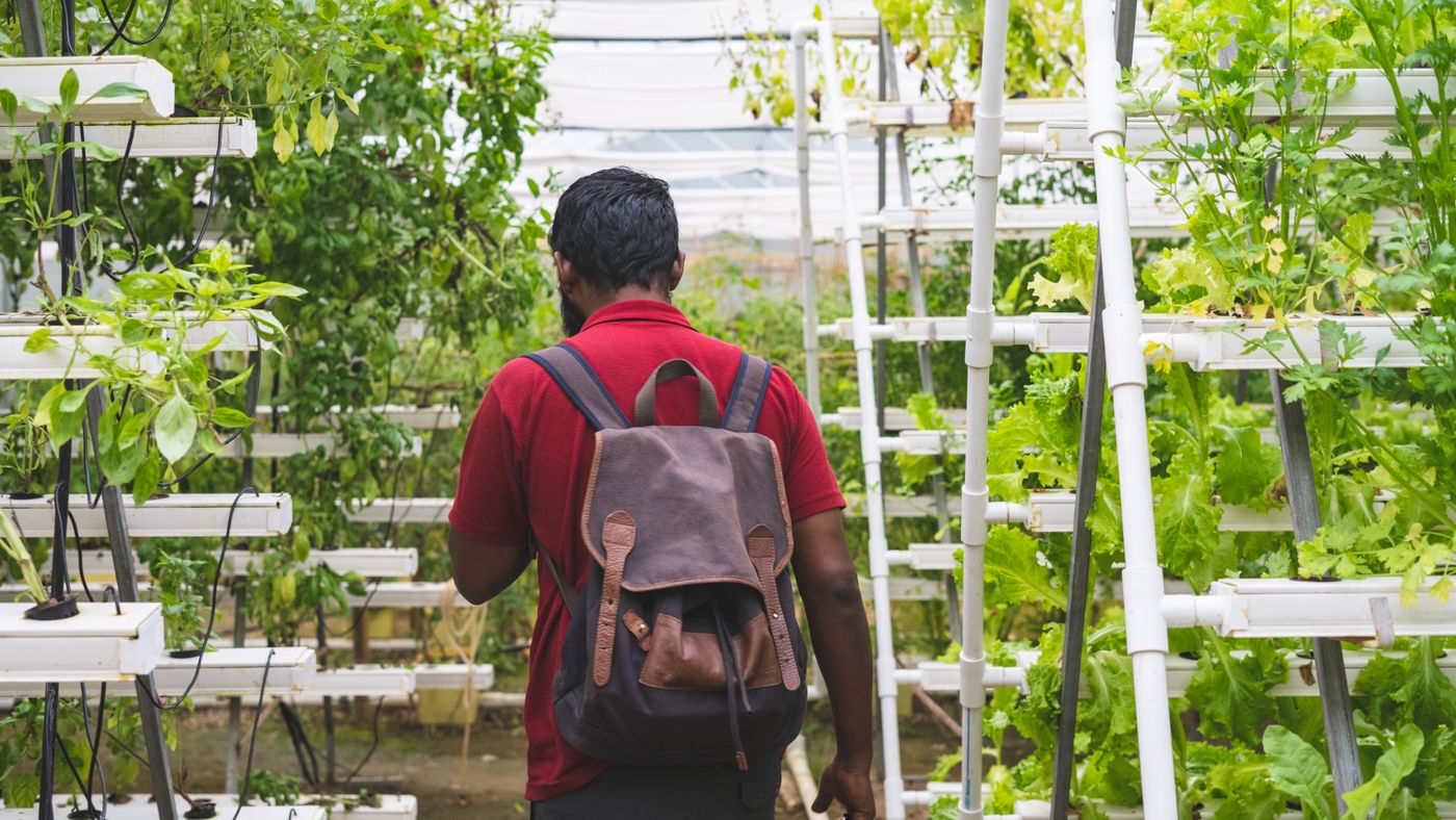 Hydroponics for Beginners: Growing Without Soil, Explained Simply