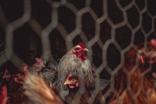 Foto stok gratis ayam betina, bangsa burung, binatang peliharaan