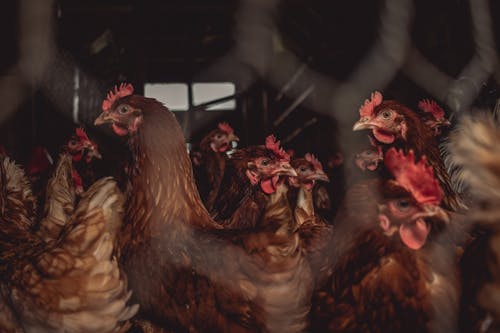 Foto stok gratis ayam betina, bangsa burung, binatang peternakan