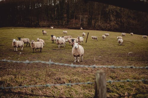 Herd of sheep grazing on grassy field near forest trees and fence in countryside