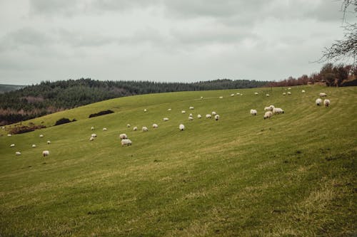 動物攝影, 牧場, 羊 的 免費圖庫相片