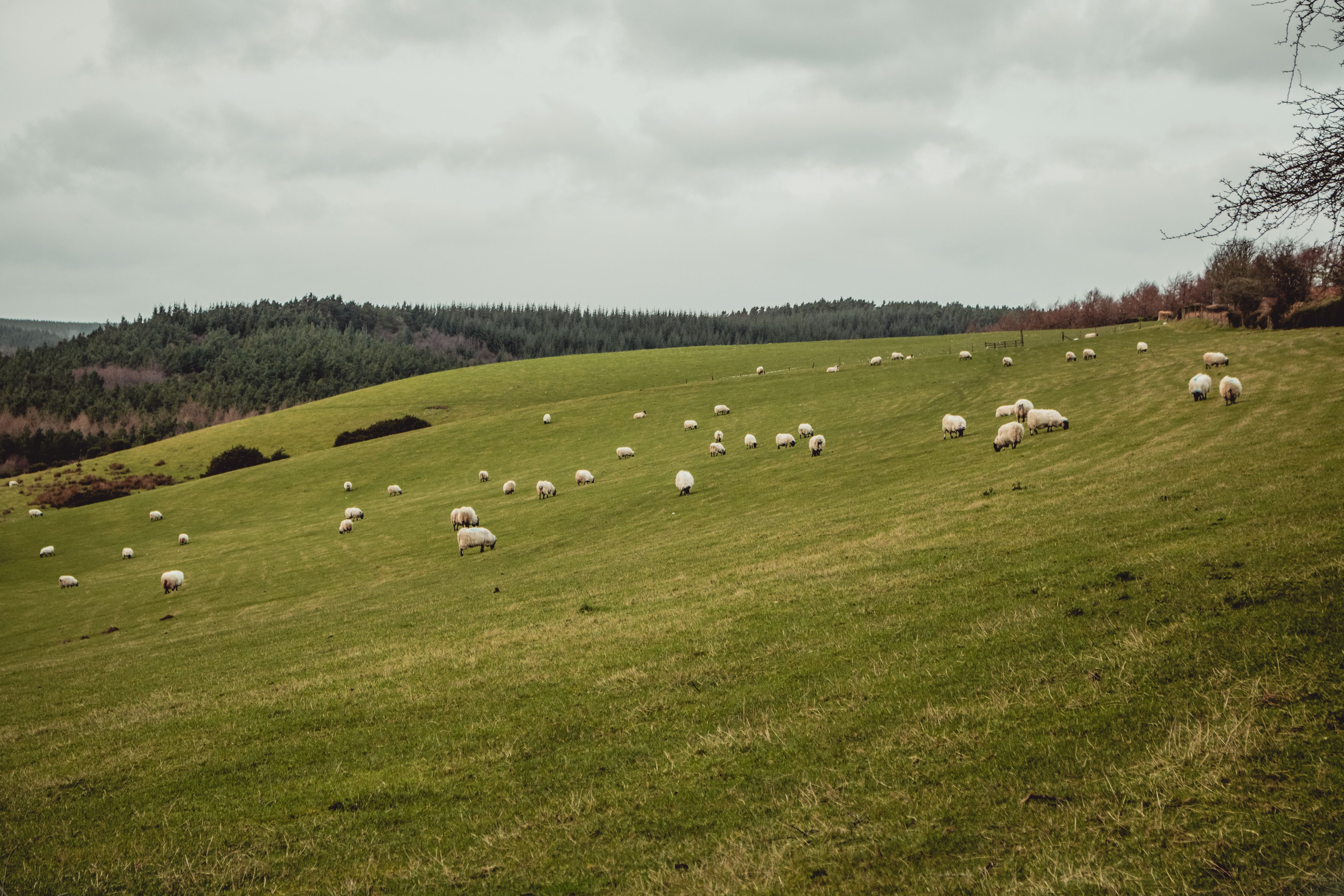 Brown Sheep on Green Grass Field · Free Stock Photo