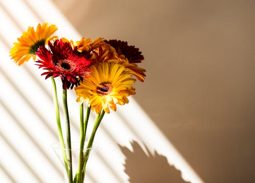 Blooming Flowers beside Wall 