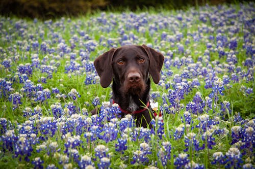 Close-up Photo of Labrador on Flower Field 