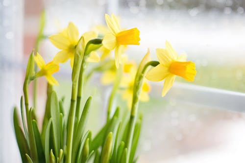 Gratis lagerfoto af blødt fokus, blomster, blomstrende