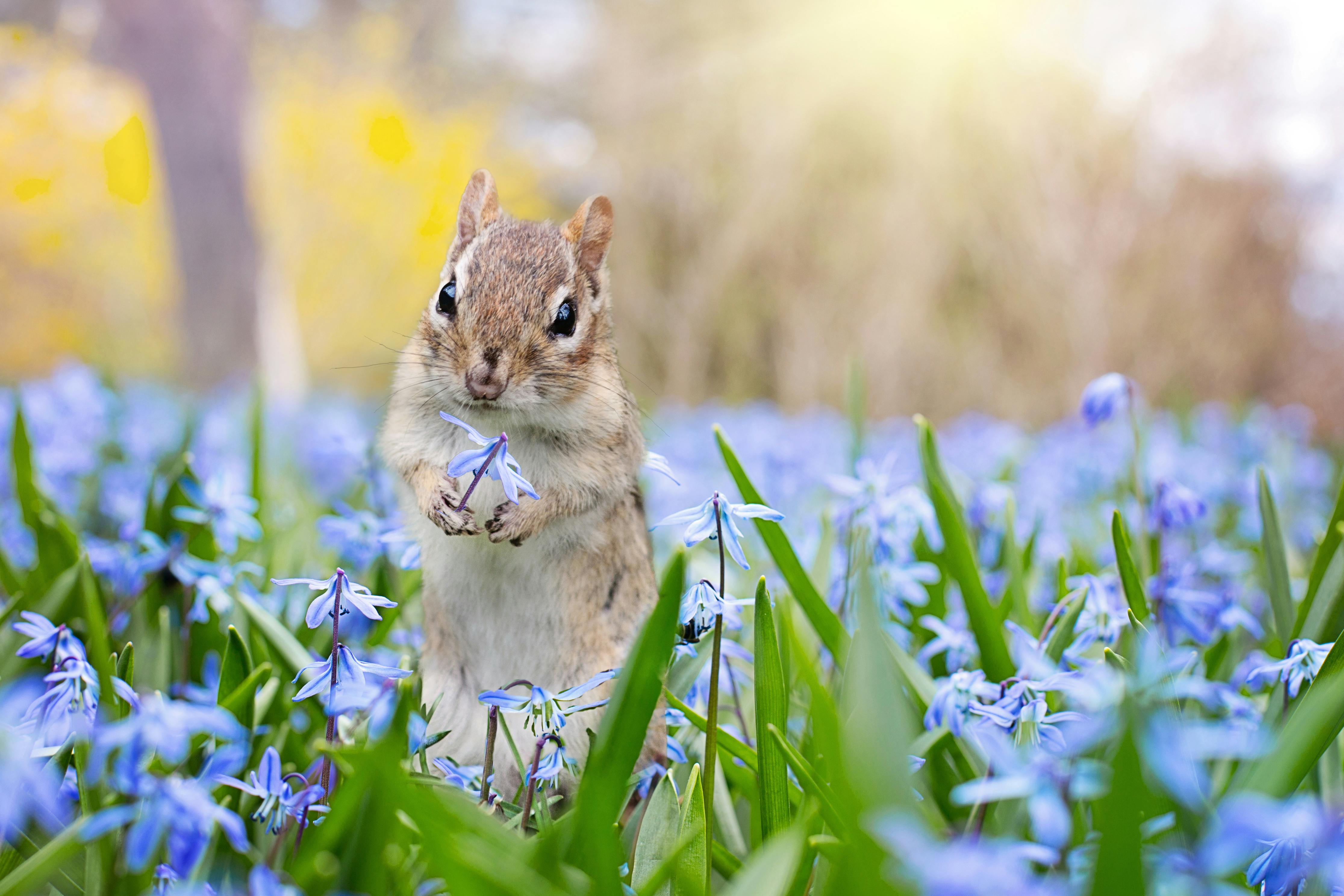 Chipmunk holding a Blue Flower · Free Stock Photo