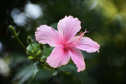Tender blossoming hibiscus flower with delicate pink petals growing in blurred sunny garden on warm summer day
