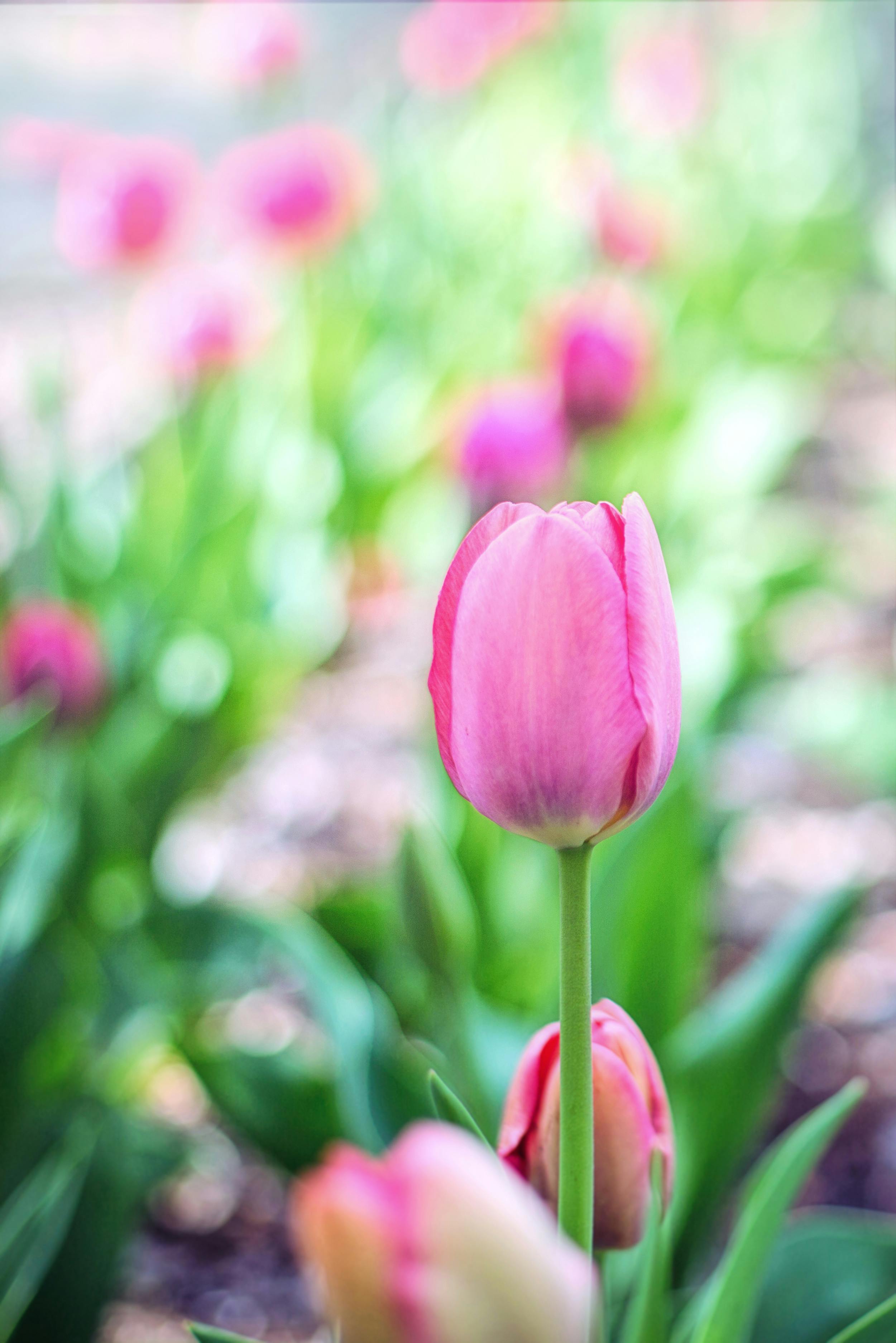 Pink Tulip in Bloom · Free Stock Photo