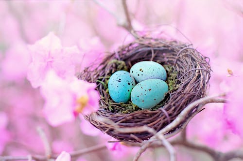 Безкоштовне стокове фото на тему «великодні яйця, впритул, гніздо»