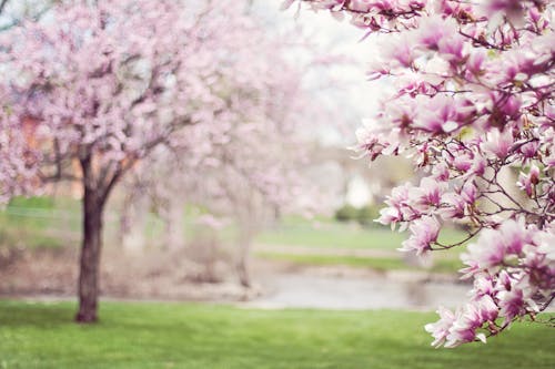 免费 弹簧, 微妙, 粉紅色的花 的 免费素材图片 素材图片