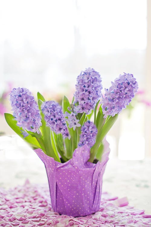 Darmowe zdjęcie z galerii z delikatny, fioletowy, kwiaty