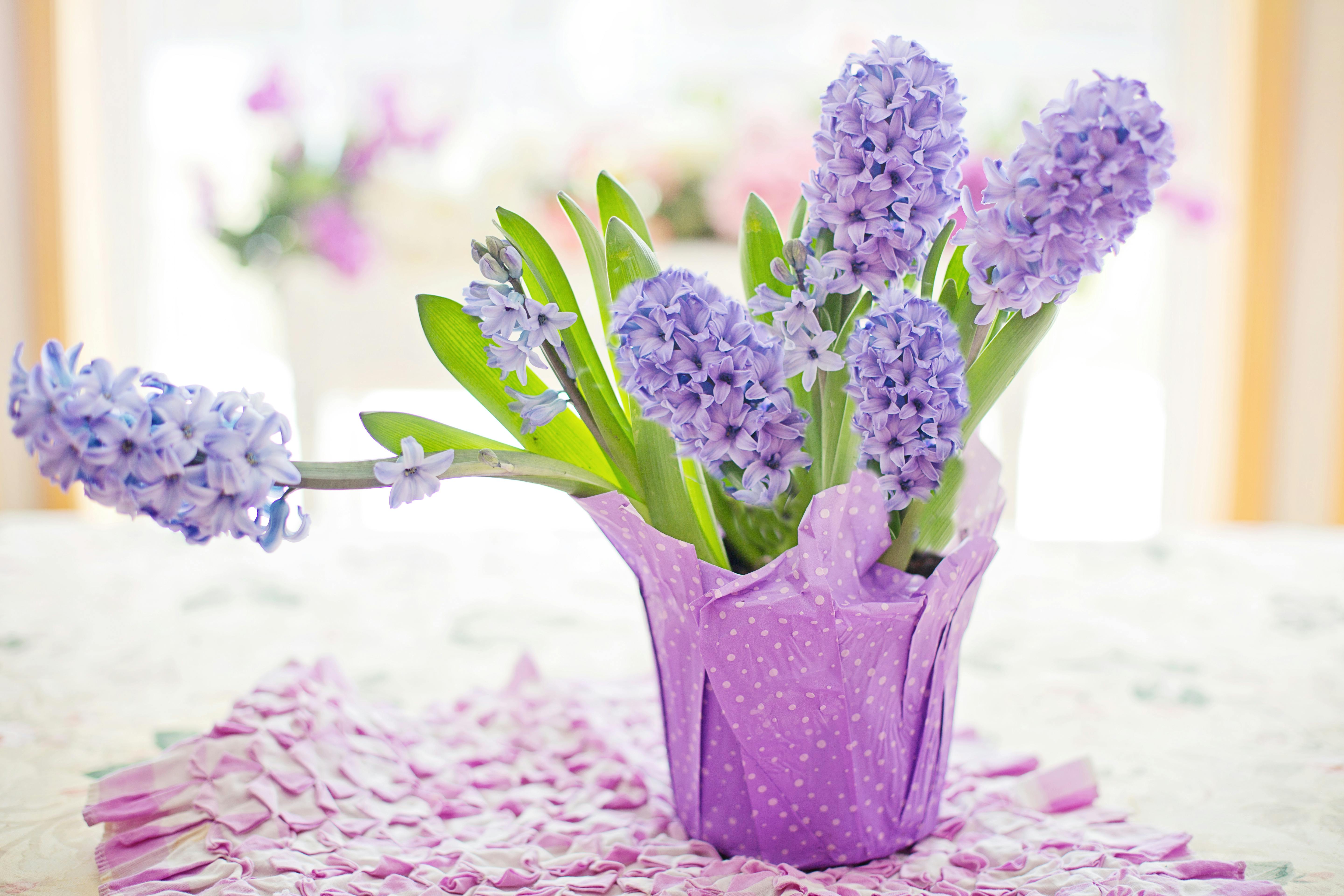Purple Flowers in Purple Vase · Free Stock Photo