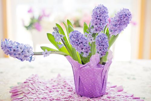 Free Beautiful purple hyacinths in a delicate vase with soft focus and warm lighting. Stock Photo