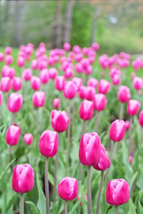 Ücretsiz bahar, bitki örtüsü, Çiçek açmak içeren Ücretsiz stok fotoğraf Stok Fotoğraflar