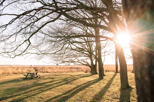 Leafless trees and wooden table on meadow in countryside