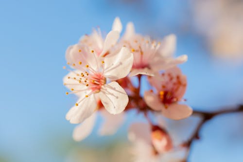 Free stock photo of cherry blossom, flower, leaf