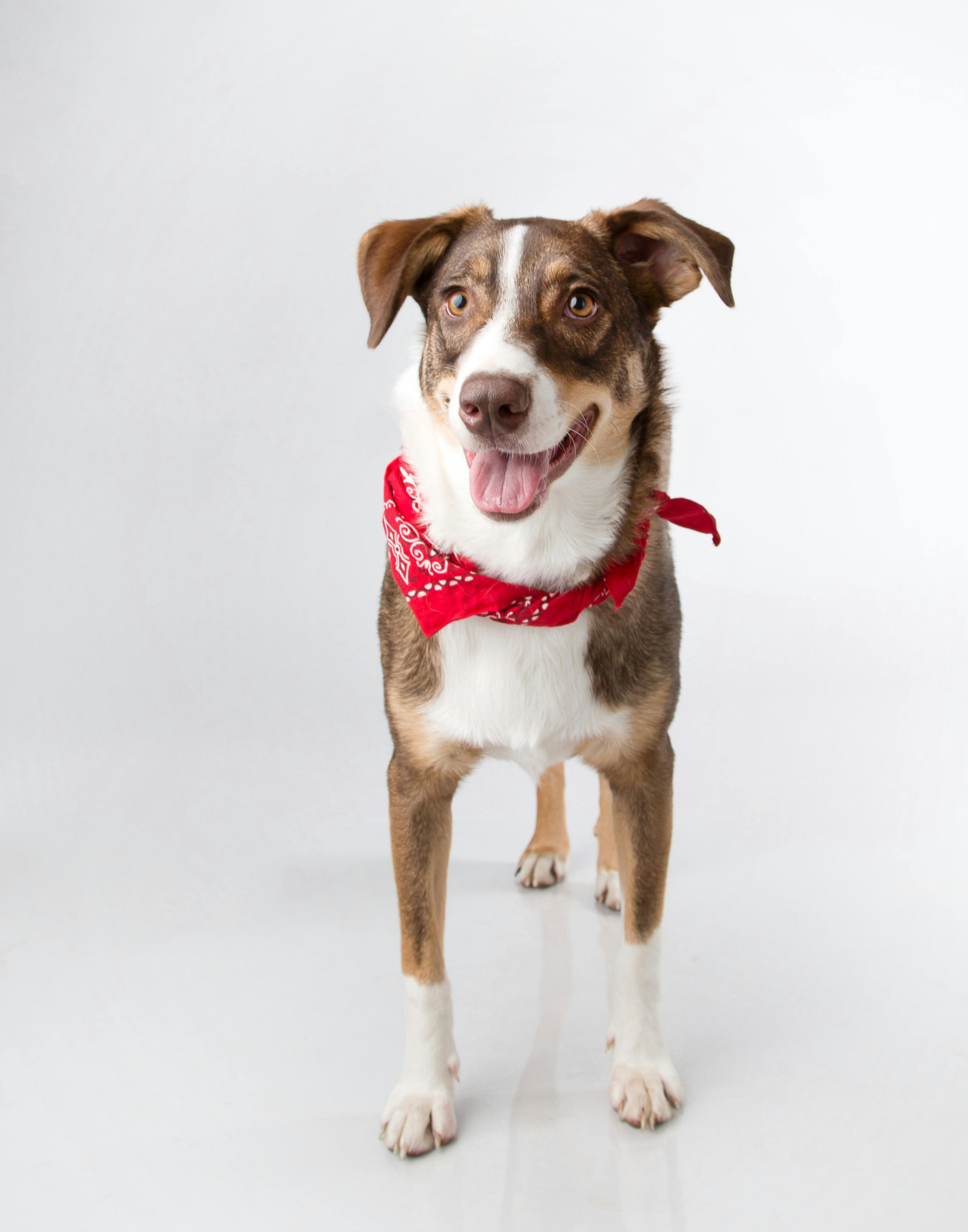 a dog with red bandana on its neck