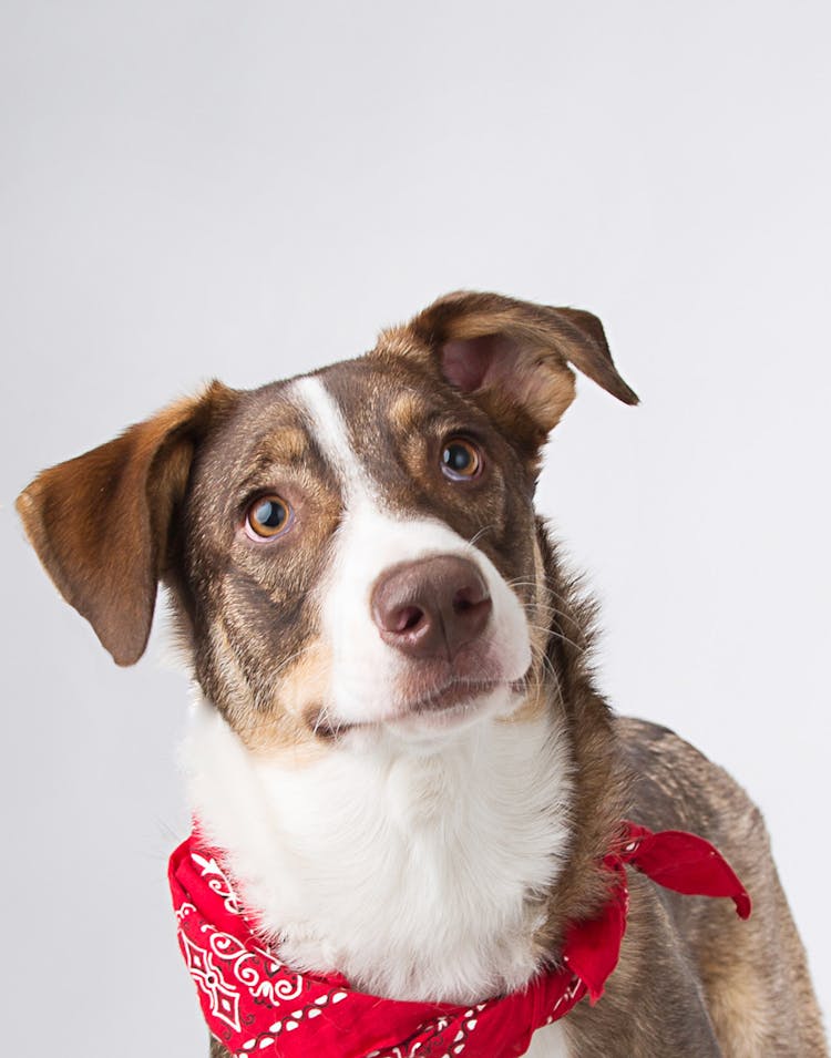 Brown And White Short Coated Dog With Red Bandana