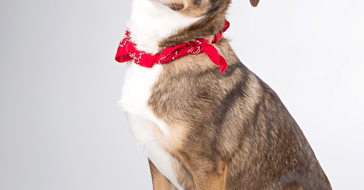 How to put bandana on dog fallout 4