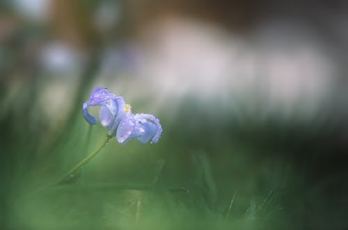 Foto profissional grátis de arte da flor, bokeh, de manhã cedo