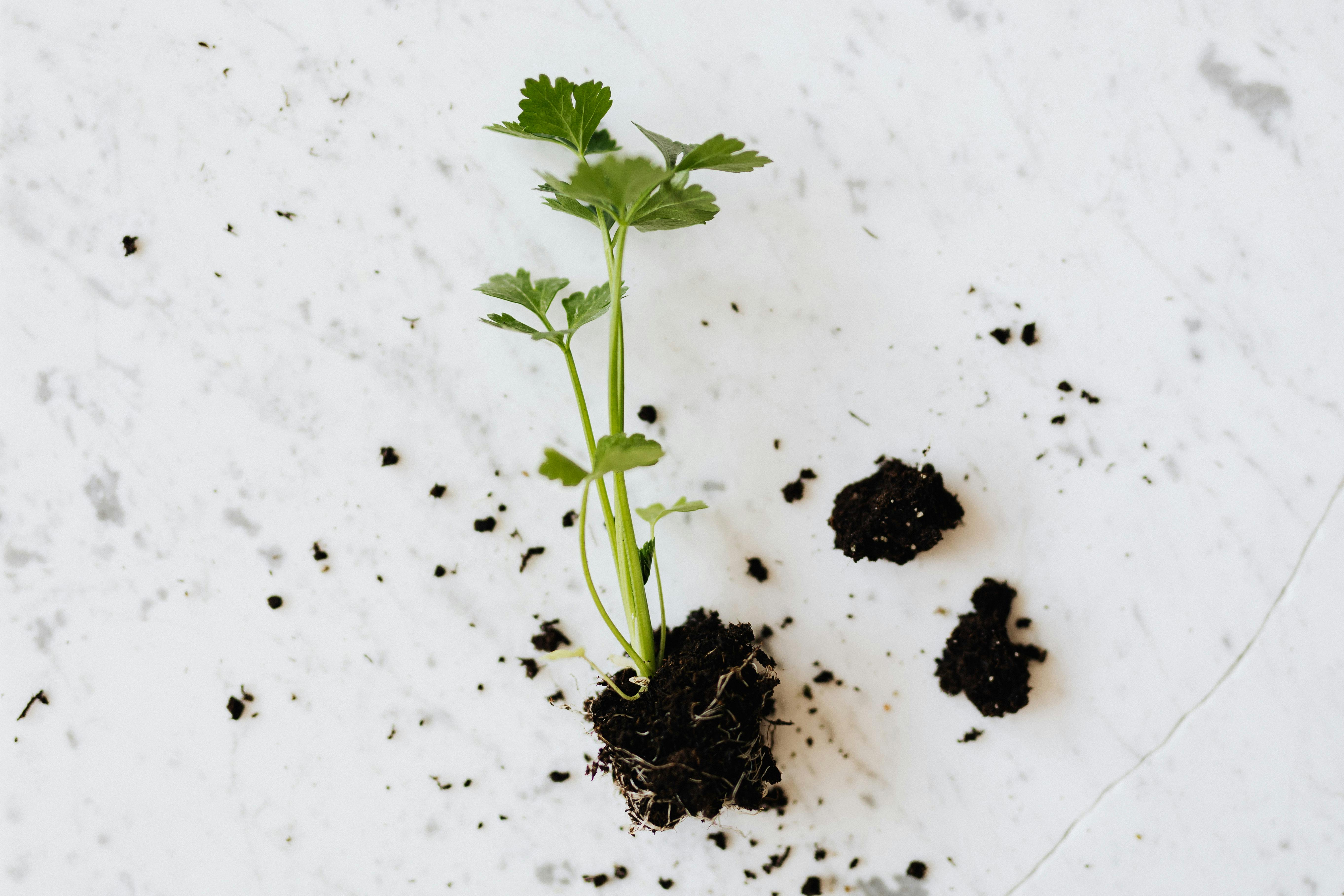 5. Contrôle des Mauvaises Herbes grâce au Mulch : Méthodes Essentielles