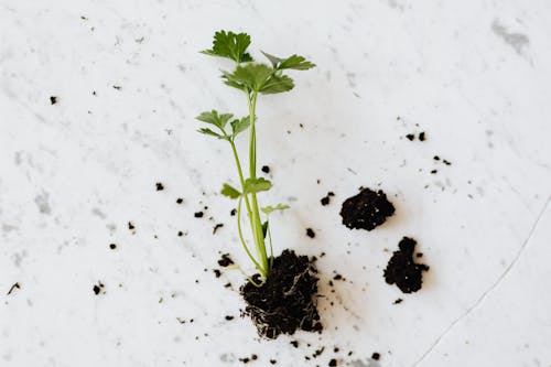 From above of small fresh parsley sprout with soil on roots placed on white marble surface waiting for planting or healthy dish adding