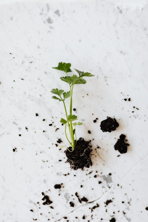 Fresh green seedling of parsley plant